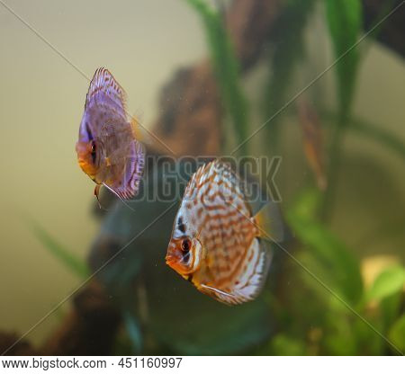 Portrait Of A Discus In The Aquarium, Discus Fish Belongs To The Cichlids.