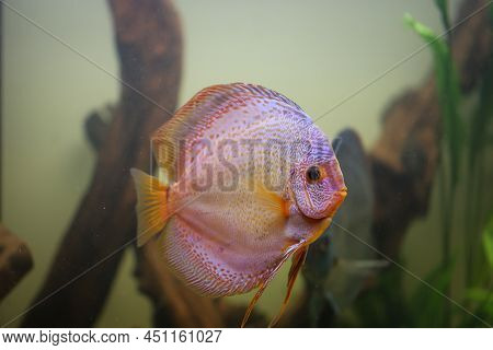 Portrait Of A Discus In The Aquarium, Discus Fish Belongs To The Cichlids.