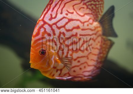Portrait Of A Discus In The Aquarium, Discus Fish Belongs To The Cichlids.