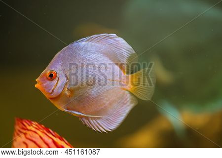 Portrait Of A Discus In The Aquarium, Discus Fish Belongs To The Cichlids.