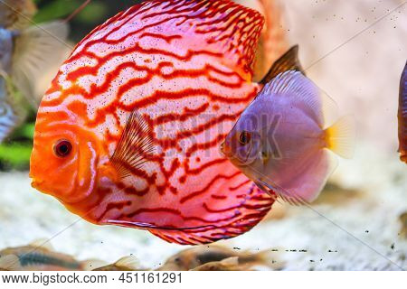 Portrait Of A Discus In The Aquarium, Discus Fish Belongs To The Cichlids.