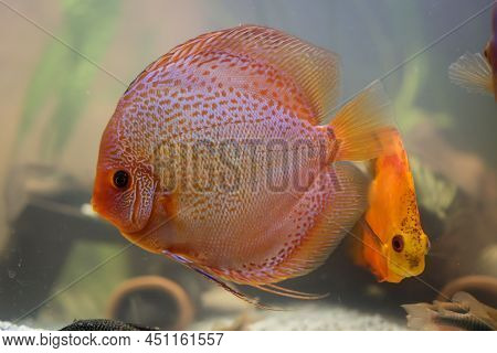 Portrait Of A Discus In The Aquarium, Discus Fish Belongs To The Cichlids.