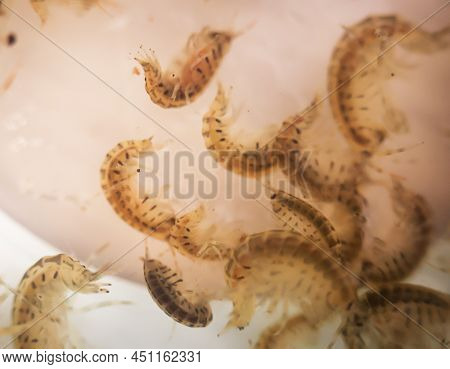 Lots Of Crayfish In A Plastic Container.
