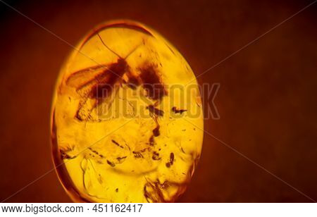 Trapped Insects Can Be Seen In A Transilluminated Amber.