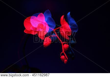 Orchid Flower In Double Exposure In Blue And Red On Dark Blue Background. The Concept Of Self-identi