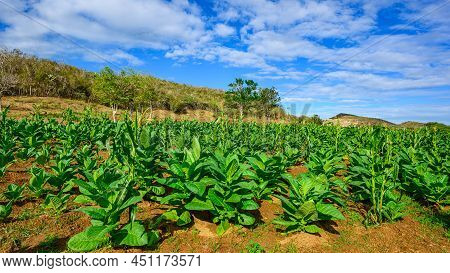 Narcotic Herb Plantation In Tropical Country. Nicotiana Field During Cultivation In Dominican Republ