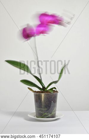 Abstract Long Exposure Movement Of Phalaenopsis Orchid In Grower Pot