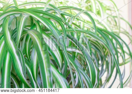 Chlorophytum In Pot. A Young House Plant. Close Up Of Chlorophytum Comosum. Spider Plant.