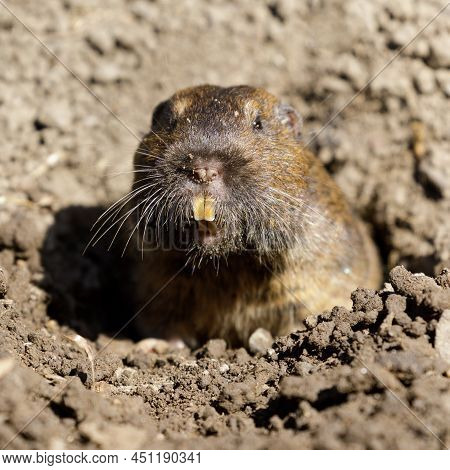 Curious Botta's Pocket Gopher Peeking Out Of Burrow. Santa Clara County, California, Usa.