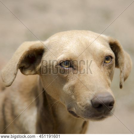 This Beautiful Dog Was Walking Down The Road