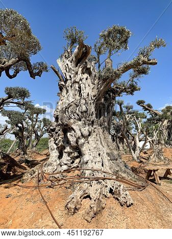 Old Bizarre Olive Trees With Drip Irrigation In The Zimrat Moshav In Southern Israel