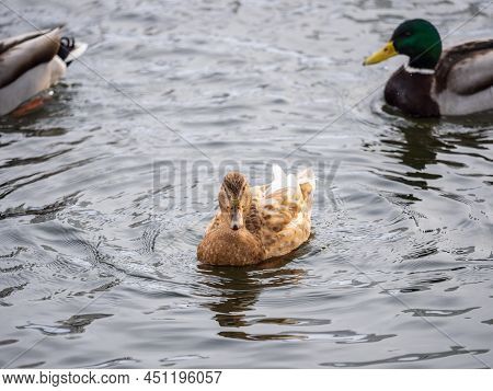 Yellow Colored Mallard Female Duck Swims In The Pond. Animal Polymorphism