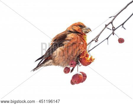 Red Crossbill Male Sitting On The Tree Branch And Eats Wild Apple Berries. Crossbill Bird Eats Berri