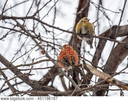 Red Crossbill Male Sitting On The Tree Branch And Eats Wild Apple Berries. Crossbill Bird Eats Berri
