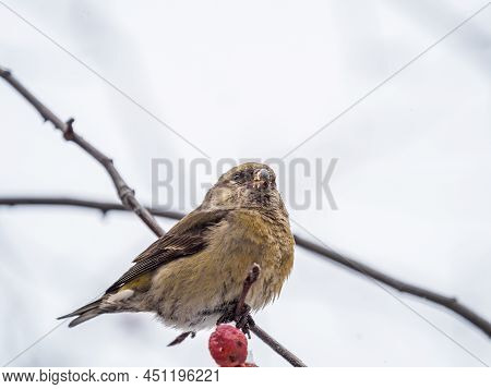 Red Crossbill Female Sitting On The Tree Branch And Eats Wild Apple Berries. Crossbill Bird Eats Ber