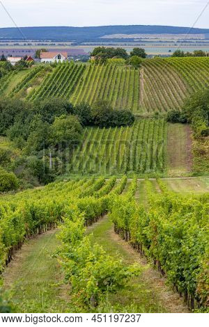 Summer vineyard nearby Strekov, Southern Slovakia