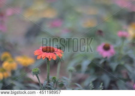 The Dasiy Flowers In A Garden, Hong Kong