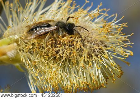 Closeup On A Male Grey-backed Mining Bee, Andrena Vaga Eating Pollen Of Goat Willow , Salix Caprea ,