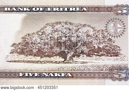 Sycamore Fig Tree From Eritrean Money - Nakfa