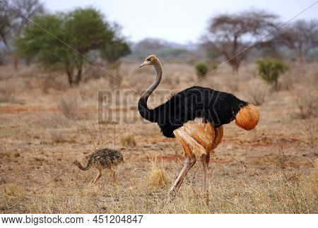 Male Common Ostrich (struthio Camelus), With Little Chick. Ngutuni, Tsavo East, Kenya