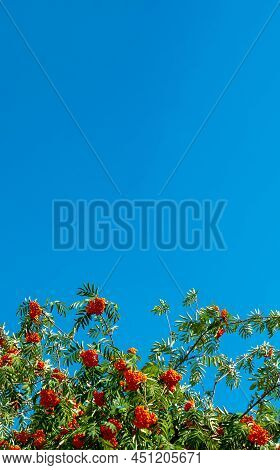 A Branches Of Rowan With Red Berries Background Blue Sky Banner. Autumn And Natural Background. Autu