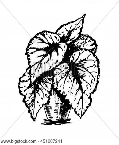 House Plant In A Pot Sketch. Coleus Home Plant.