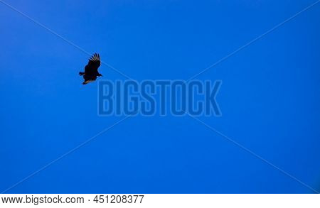 Incredible Calm Flight Of An Eaglet With Its Wings Fully Spread. Free Space To Write.