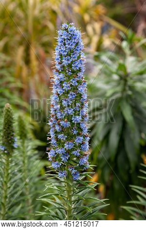 Single Large Blue Flower Pride Of Madeira Or Echium Candicans