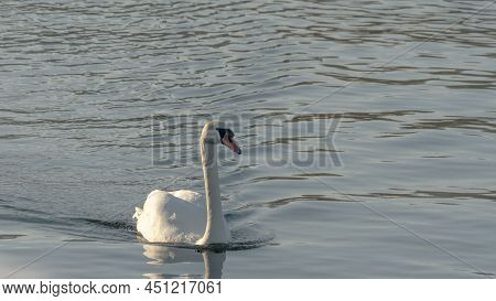 The Lonely Beautiful White Swan Is Swimming In Winter River. Wintering Swan In The City River. Ornit