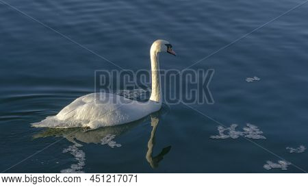 The Lonely Beautiful White Swan Is Swimming In Winter River. Wintering Swan In The City River. Ornit