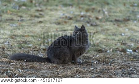Homeles Cat Is Looking For Shelter. Abandoned Animal, Street Cat. The Cat Is Waiting For New Owners.
