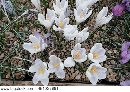 White Crocuses Growing On The Ground In Early Spring. First Spring Flowers Blooming In Garden. Sprin