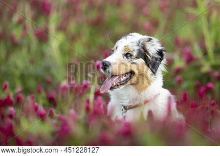 The Australian Shepherd Is A Breed Of Herding Dog From The United States. Portrait Od Dog In Clover 
