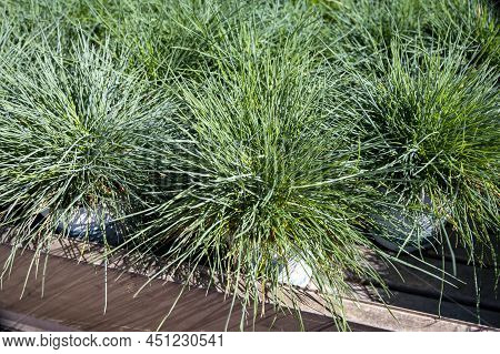 Round Garden Grass Plant Festuca Gautieri For Sale In Garden Shop