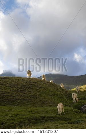 A Group Of Blond Cows Grazing On The Side Of A Mountain, With The Cloudy Sky In The Background, Copy