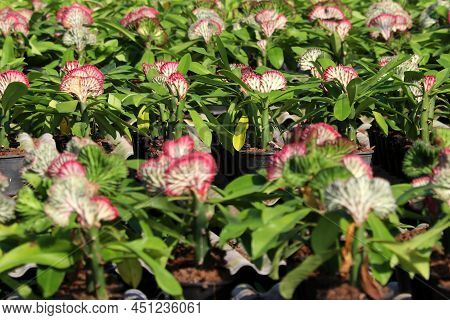 Euphorbia Lactea Cristata In Garden