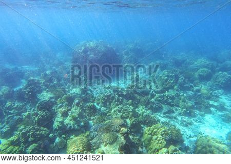 Coral Reefs And School Of Fishes In Koh Surin Island, Thailand, The Famous Location For Freedriving 
