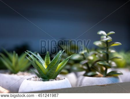 Close-up, Ornamental Plants For Home Decor On A Shop Window.