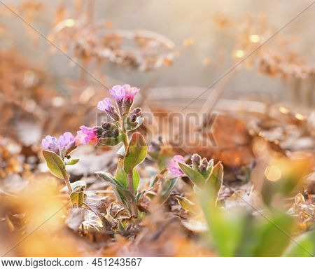 Spring Flowers - Comon Lungwort Flower (pulmonaria Officinalis), Floral Background Bokeh