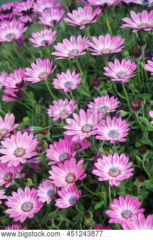 Light Purple Osteospermum Or Dimorphotheca Flowers In The Flowerbed, Purple Flowers