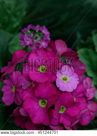 Perennial Primrose Or Primula In The Spring Garden. Spring Primroses Flowers, Primula Polyanthus. Pu