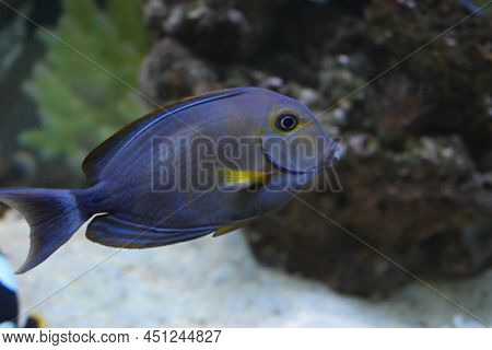 Black Powder Tang. Doctorfish (acanthurus Chirurgus), Also Known As The Doctorfish Tang.