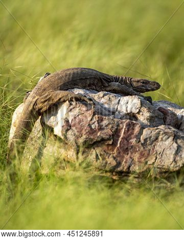 Monitor Lizard Or Bengal Monitor Or Common Indian Monitor Or Varanus Bengalensis Portrait On Rock In