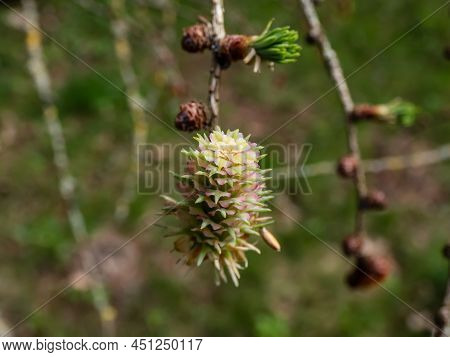 Close-up Shot Of The Pink Young Female Cones Of The Japanese Larch (larix Kaempferi) Appearing In Ea