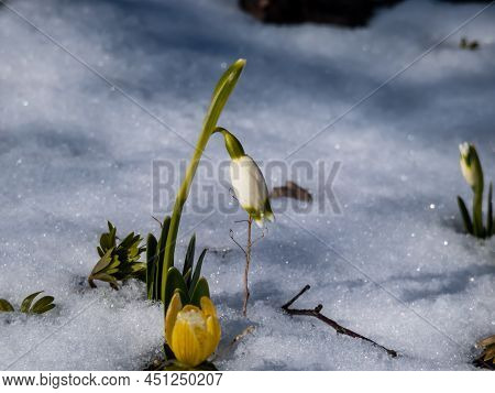 The Spring Snowflakes - Leucojum Vernum - Single White Flowers With Greenish Marks Near The Tip Of T