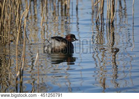 Little Grebe (tachybaptus Ruficollis) Also Known As A Dabchick