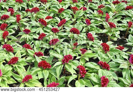 Beautiful Red Cockscomb, Woolflowers Or Celosia Cristata Flowers Background. A Flower Resembling The