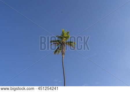 Palm Tree On Blue Sky. Tropical Vibe, Vacation And Travel With Beach Relax Island Feeling Background