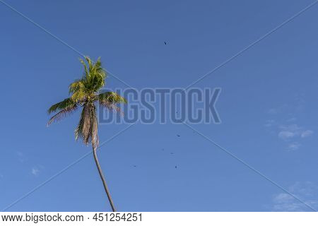 Isolated Palm Tree On Blue Sky. Tropical Background. Beach Vibe