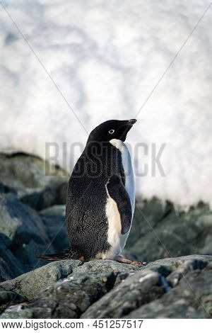 Adelie Penguin Stands On Rock Near Snow
